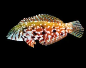 Jewel Wrasse (MACROPHARYNGODON GEOFFROYI)