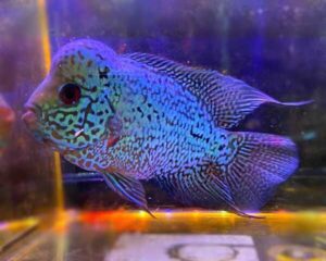 Kanfa Blue