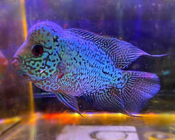 Kanfa Blue Kanfa Blue