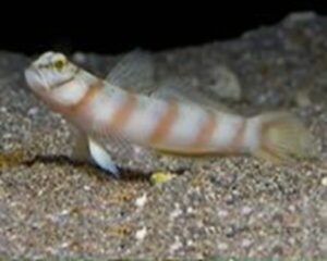 Leopard Goby (AMBLYELEOTRIS DIAGONALIS)