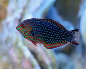 Lepord Wrasse (MACROPHARYNGODON ORNATUS)
