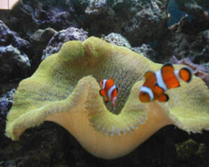 Light Color Anemond (STICHODACTYLA HADDONI)
