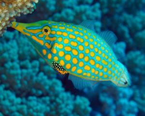 L.N. File Fish (OXYMONACANTHUS LONGIROSTRIS)