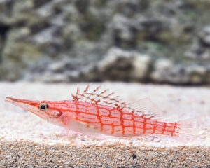 Long Nose Hawk Fish (OXYCIRHITES TYPUS)
