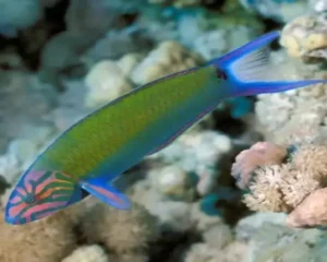 Lyretail Wrasse (THALASSOMA LUNARE)