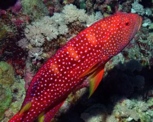 Louti Grouper (VALIA LOUTI)