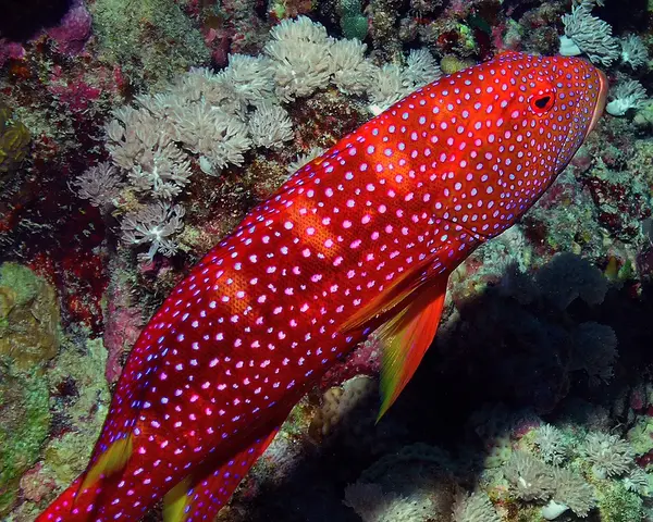 Louti-Grouper-1.webp Louti Grouper (VALIA LOUTI)