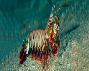 Mantis Shrimps (ODONTODACTYLUS SCYLLARUS)