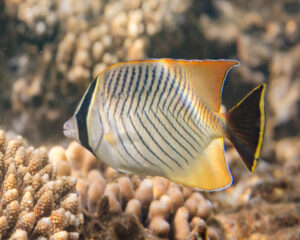 Megaprot Butterfly (CHAETODON TRIFASCIATUS)