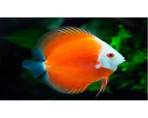 Melboro Red Discus
