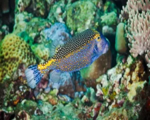 Meleagris Blue Box Fish (ATOTHRON MEMEAGRIS)