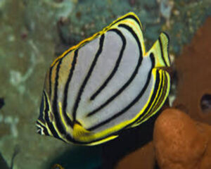 Meyaris Butterfly (CHAETODON MEYERI)