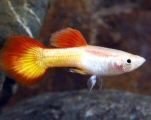 Micarif Sunset Guppy (Male)