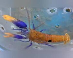 Michael Shrimp (ALPHEUS SP.)