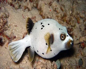 Mixed Dog Fish (AROTHRON NIGROPUNCTATUS)