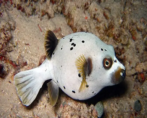 MIXED-DOG-FISH-1.webp Mixed Dog Fish (AROTHRON NIGROPUNCTATUS)