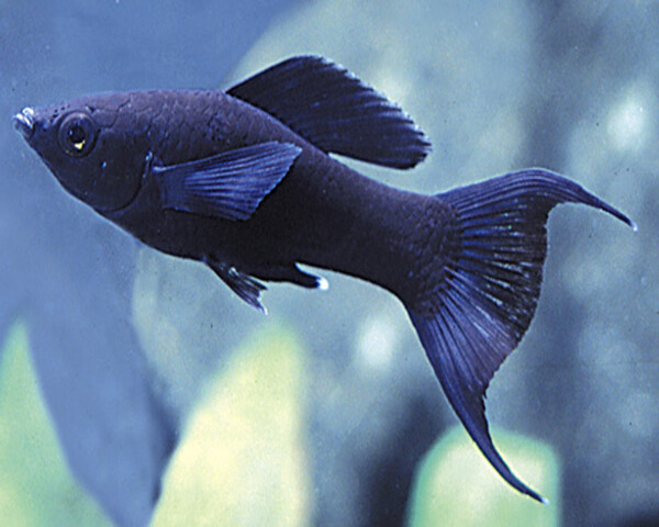 MOLLY-BLACK-LAYERTAIL-1.jpg Molly Black Layertail