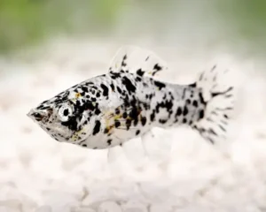 Molly Dalmation