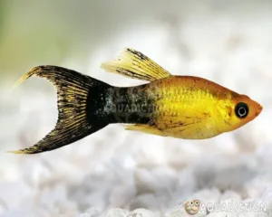 Molly Gold Dust Layertail