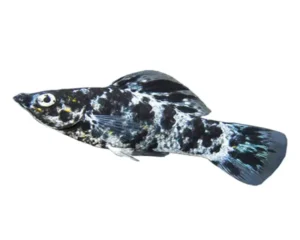 Molly Marble