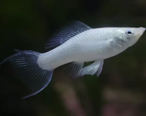 Molly Silver Layertail