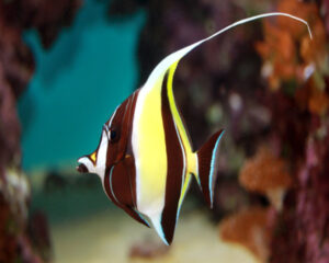 Moorish Idol (ZANCLUS CORNUTUS)