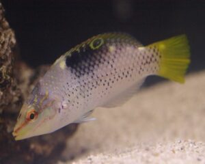 Marble Wrasse (ANAMPSES MELEARIDES)