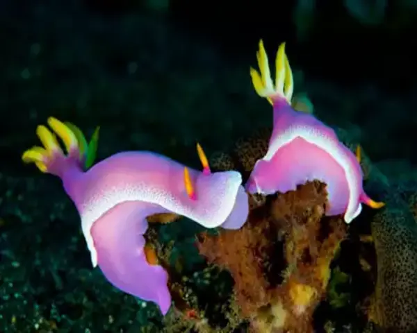 Nudibranches O.Spot (PHILLIDAS SP/MIXED)