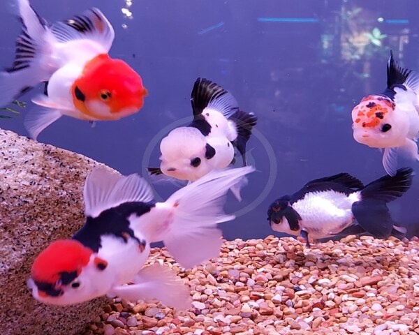 ORANDA-GOLD-FISH-1.jpg Oranda Gold Fish