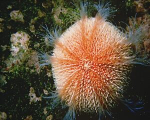 Orange Sea Urchin (ECHLONOMETRA SP / ORANGE)