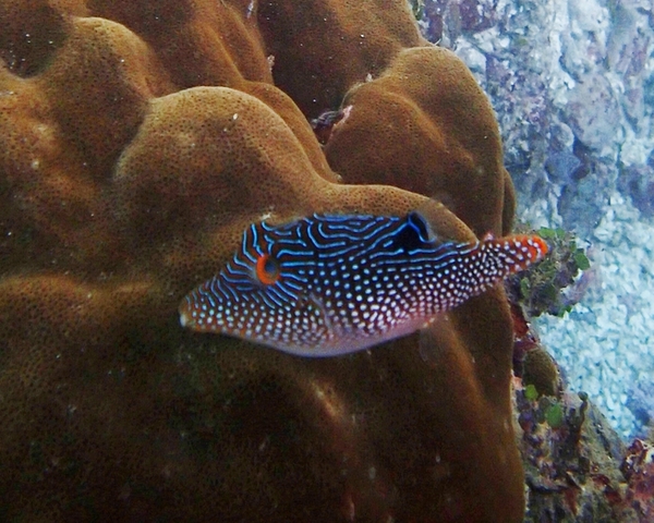 Pearl Toby (CANTHIGASTER MARGARITATA)