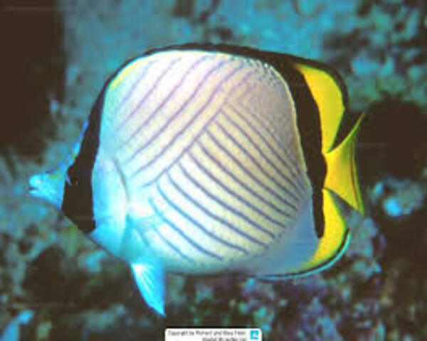 PICTUS-BUTTERFLY-1.jpg Pictus Butterfly (CHAETODON PICTUS)