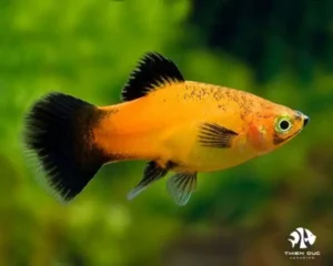 Platy Apple High Fin