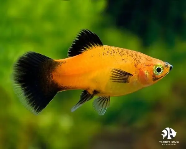 PLATY-APPLE-TRICOLOR-1.webp Platy Apple High Fin