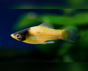 Platy Bumble Bee