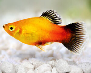 Platy Golden Wagtail