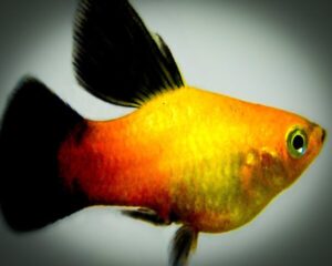 Platy Golden Wagtail High Fin