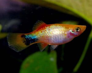 Platy Micky Mouse Golden
