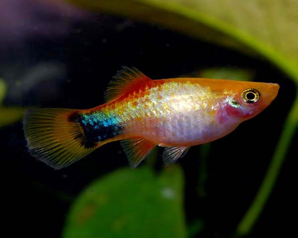 PLATY-MICKY-MOUSE-GOLDEN-1.jpg Platy Micky Mouse Golden