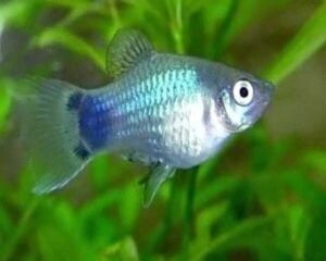 Platy Neon