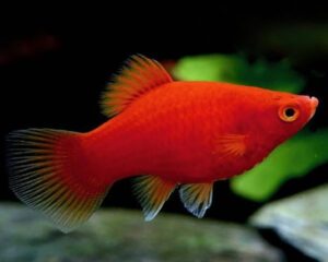 Platy Red