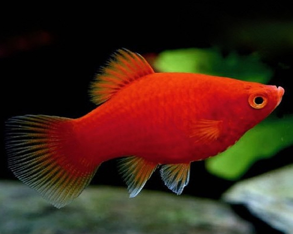 PLATY-RED-1.jpg Platy Red