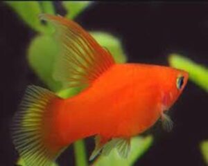 Platy Red High Fin