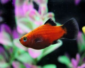 Platy Red Wagtial