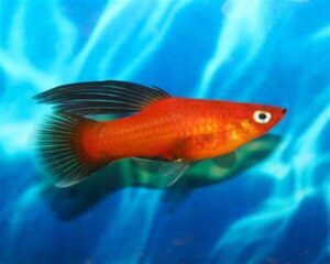 Platy Red Wagtial High Fin