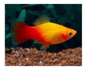 Platy Sunset