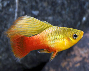 Platy Sunset High Fin