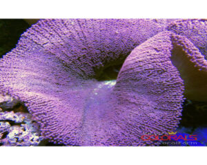 Purple Color Anemone (STICHODACTYLA HADDONI)