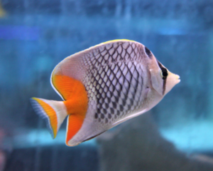Pearl Scale Butterfly (CHAETODON CHRYSURUS)