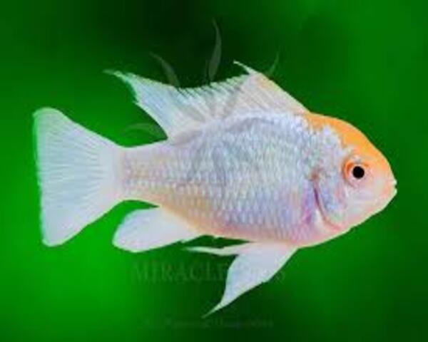 Platinum Ram